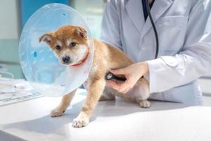 �����, ������ �ݷ����� �Ƿ�� ����